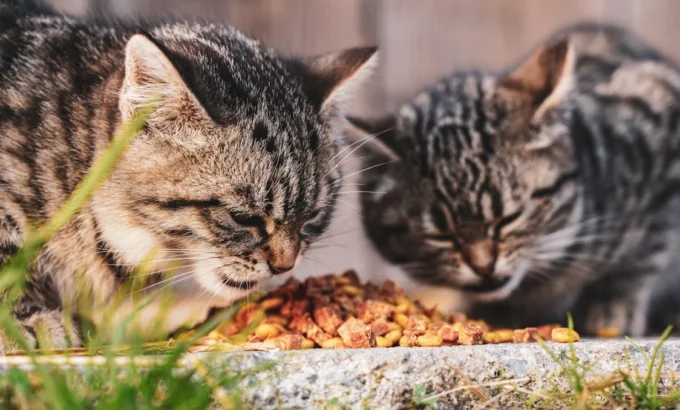 Raising a Happy, Healthy Puppy or Kitten in Abu Dhabi