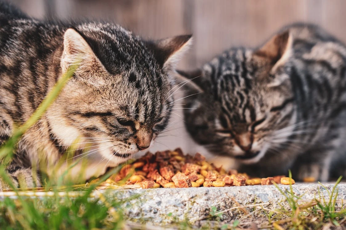 Raising a Happy, Healthy Puppy or Kitten in Abu Dhabi