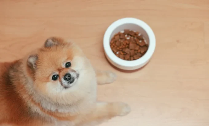 The Role of Nutrition in Keeping Your Pet Healthy