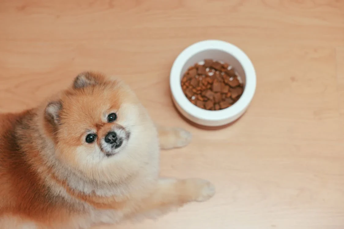 The Role of Nutrition in Keeping Your Pet Healthy
