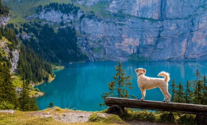 Traveling with Your Pet: Guidelines and Tips for Pet Owners in Abu Dhabi