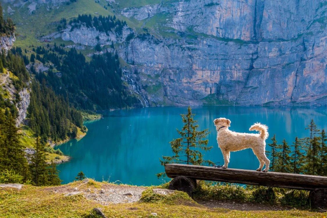 Traveling with Your Pet: Guidelines and Tips for Pet Owners in Abu Dhabi